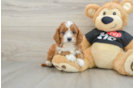 Playful Cavapoodle Poodle Mix Puppy