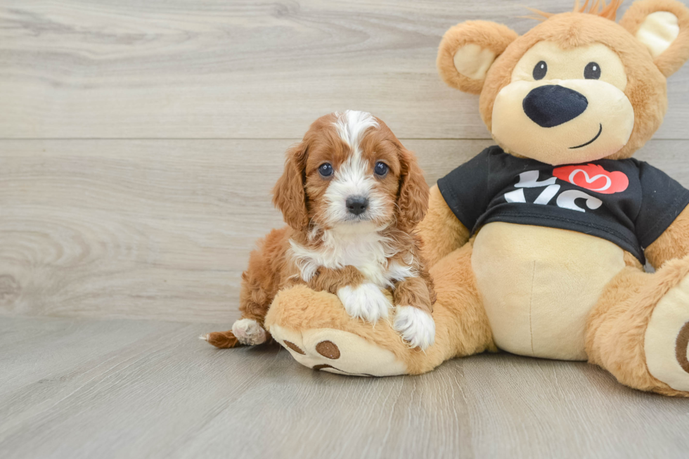 Playful Cavapoodle Poodle Mix Puppy