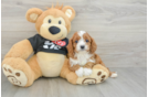 Sweet Cavapoo Baby