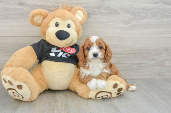 Sweet Cavapoo Baby