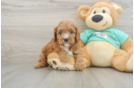 Best Cavapoo Baby