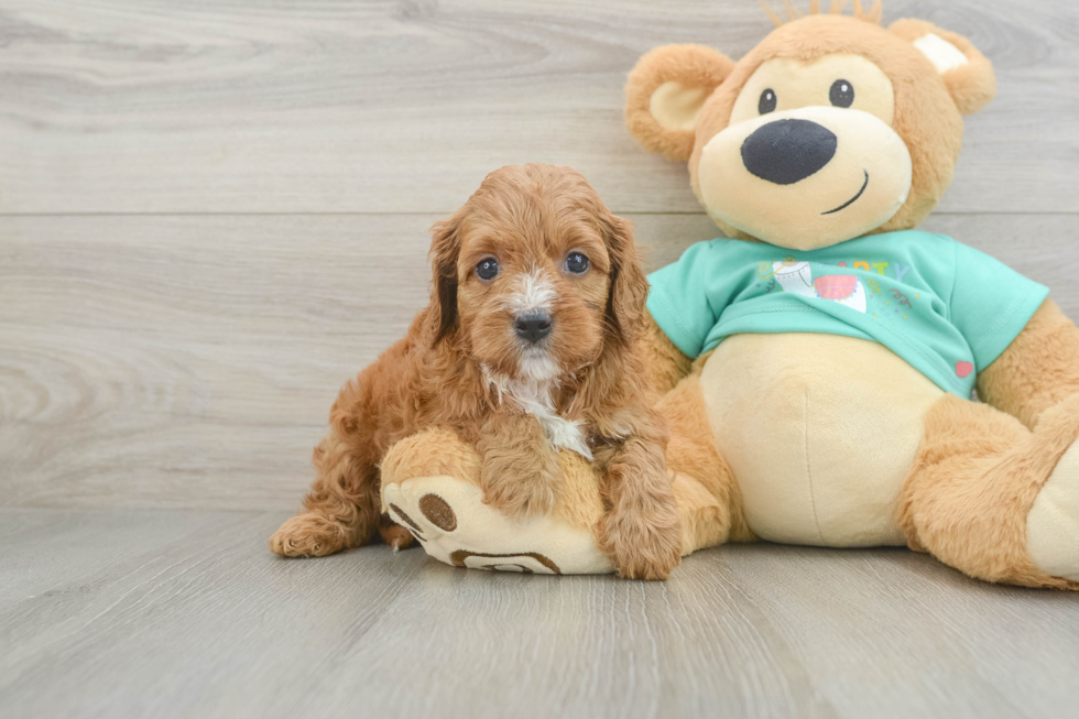 Best Cavapoo Baby