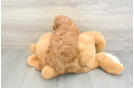 Cavapoo Pup Being Cute