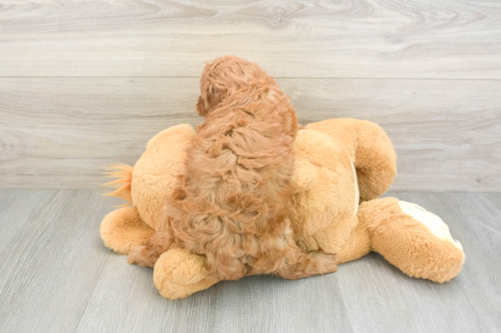 Cavapoo Pup Being Cute