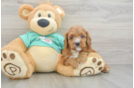 Friendly Cavapoo Baby