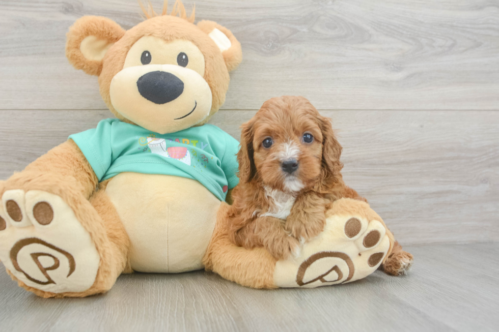 Friendly Cavapoo Baby
