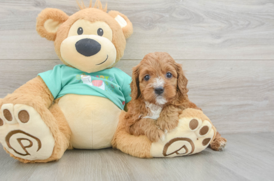 Friendly Cavapoo Baby