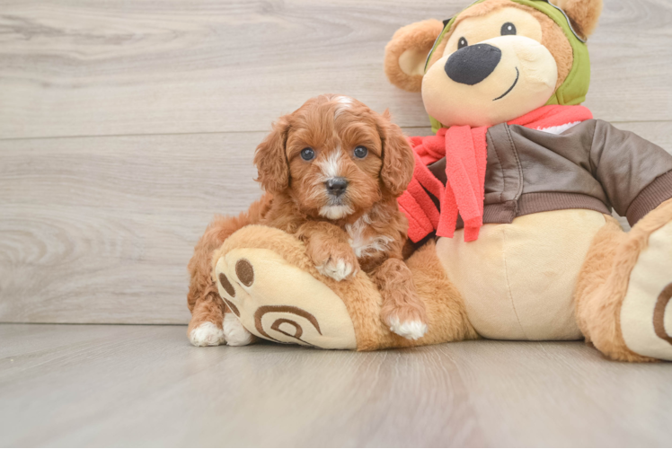 Little Cavipoo Poodle Mix Puppy