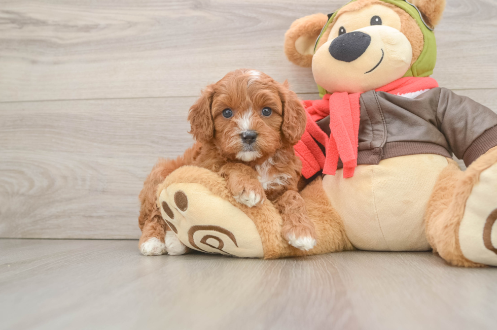 6 week old Cavapoo Puppy For Sale - Lone Star Pups