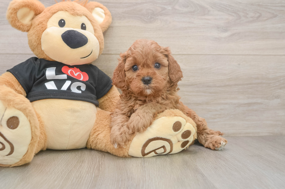 5 week old Cavapoo Puppy For Sale - Lone Star Pups