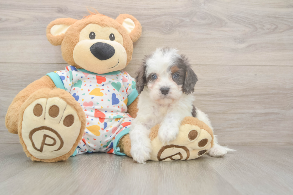 Cavapoo Pup Being Cute