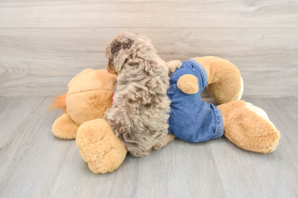 Cavapoo Puppy for Adoption