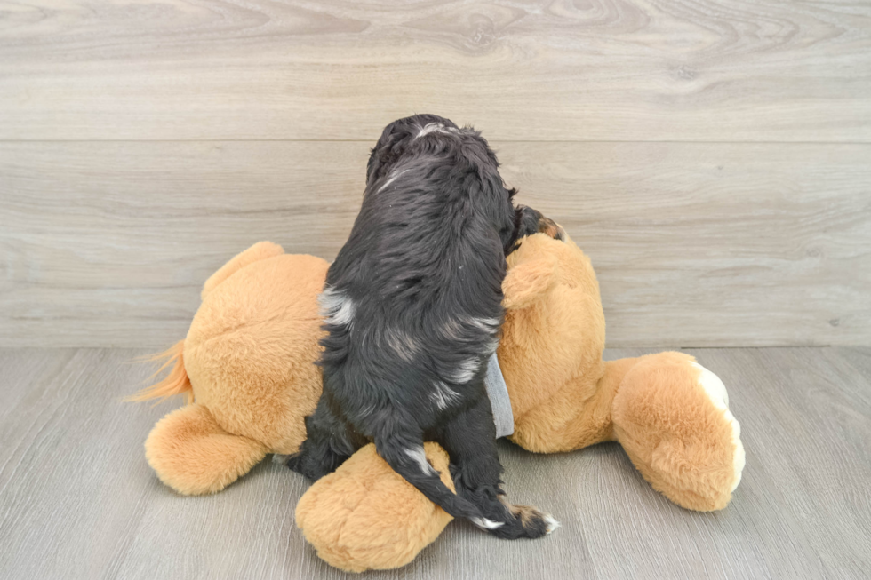 Cavapoo Puppy for Adoption