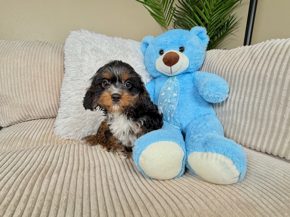 Cavapoo Puppy for Adoption