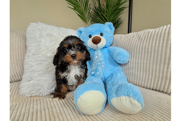 Cavapoo Pup Being Cute