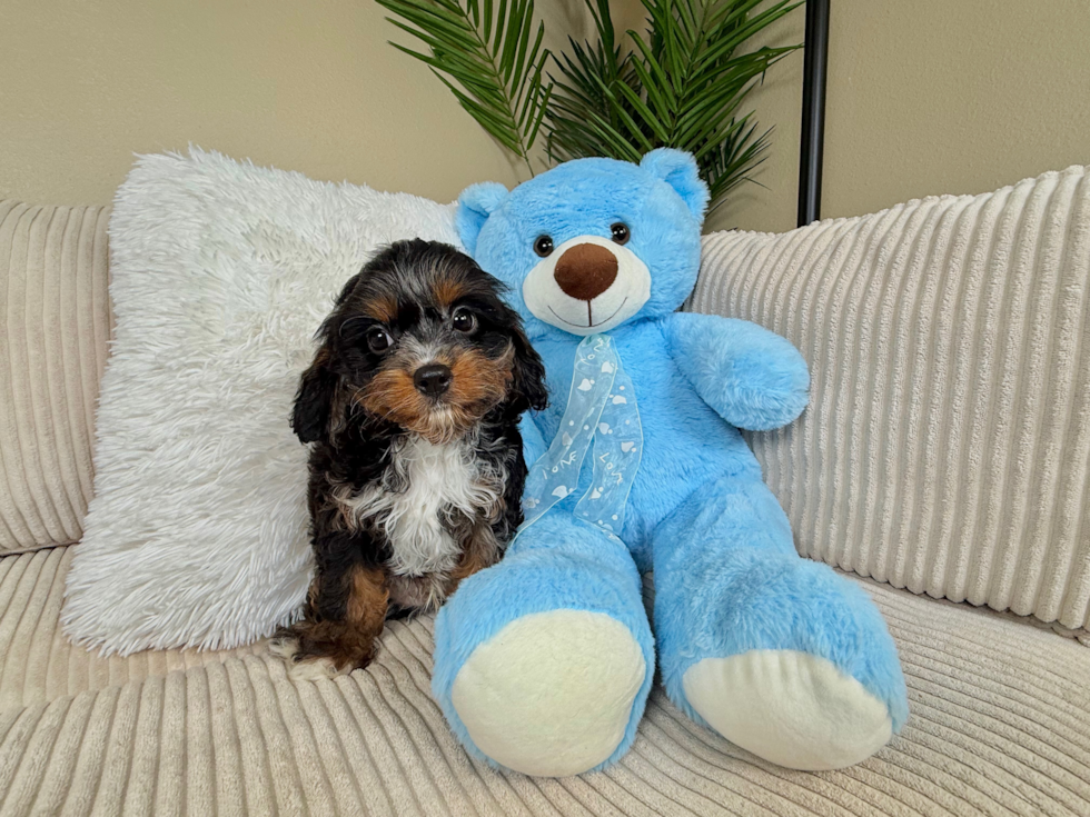 Cavapoo Pup Being Cute
