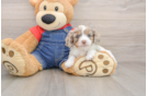 Cavapoo Puppy for Adoption