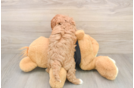 Cavapoo Pup Being Cute