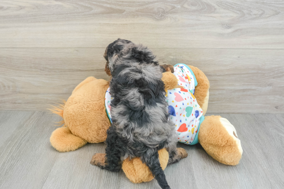 Cavapoo Pup Being Cute