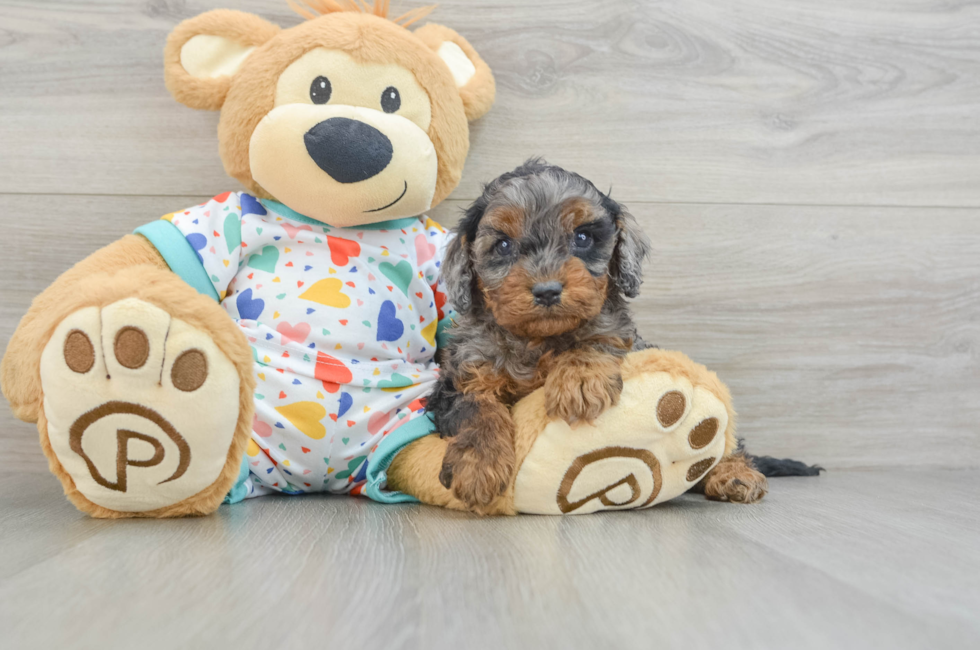 6 week old Cavapoo Puppy For Sale - Lone Star Pups