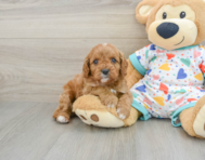 8 week old Cavapoo Puppy For Sale - Lone Star Pups