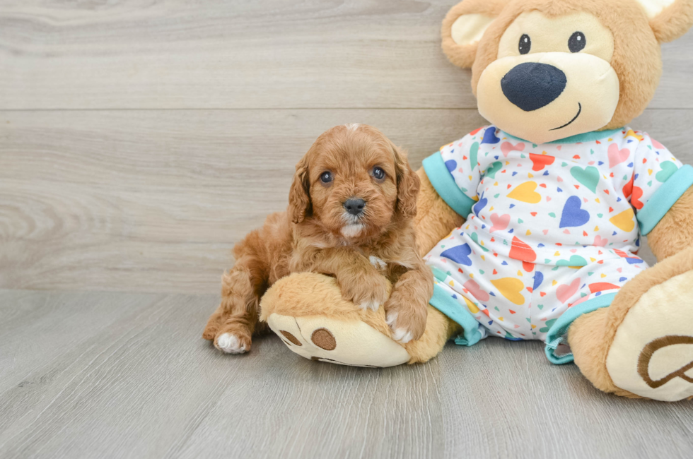 6 week old Cavapoo Puppy For Sale - Lone Star Pups