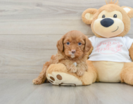 8 week old Cavapoo Puppy For Sale - Lone Star Pups