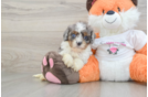 Cavapoo Puppy for Adoption