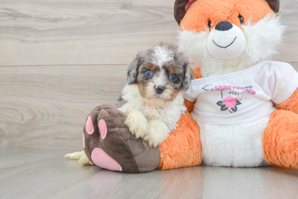Cavapoo Puppy for Adoption