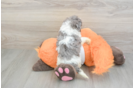 Cute Cavapoo Baby