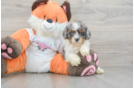 Cute Cavapoo Baby
