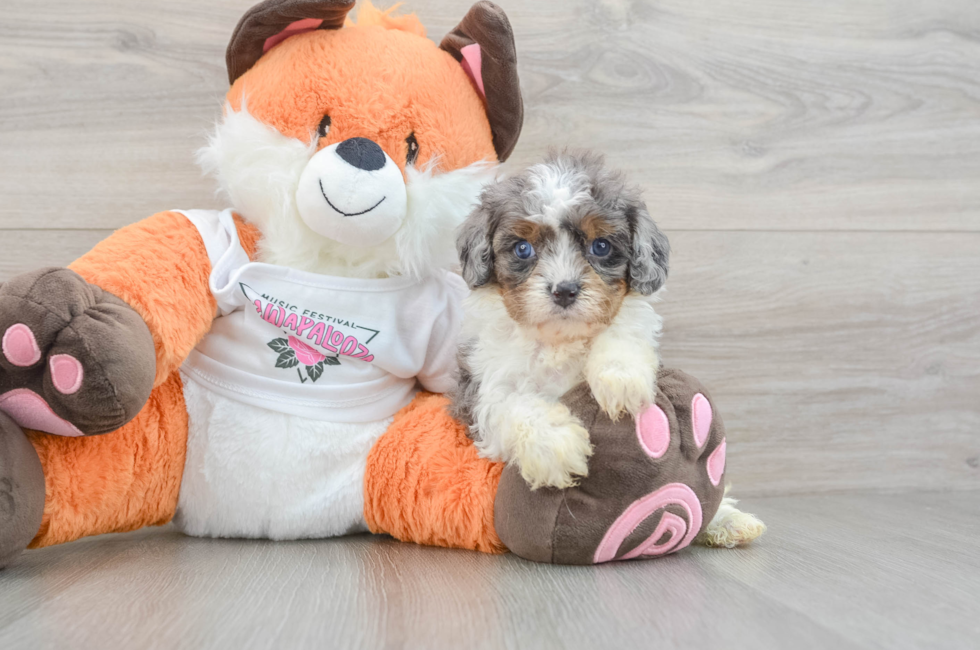 6 week old Cavapoo Puppy For Sale - Lone Star Pups