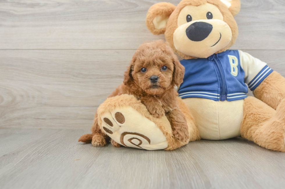 5 week old Cavapoo Puppy For Sale - Lone Star Pups