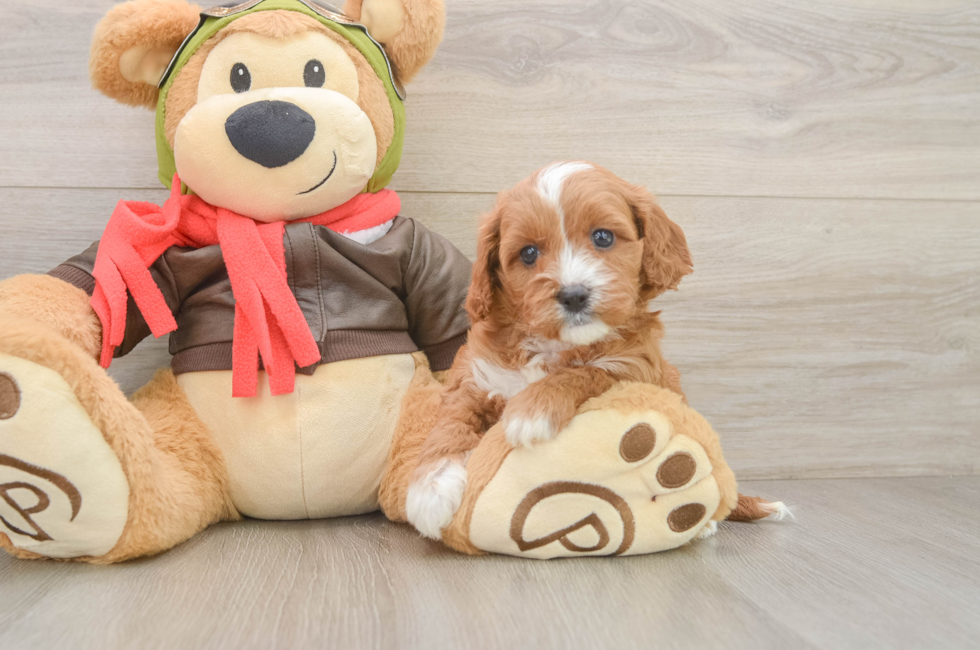 5 week old Cavapoo Puppy For Sale - Lone Star Pups