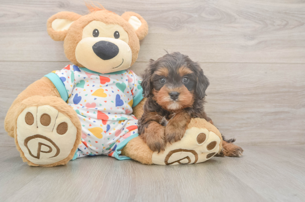 5 week old Cavapoo Puppy For Sale - Lone Star Pups