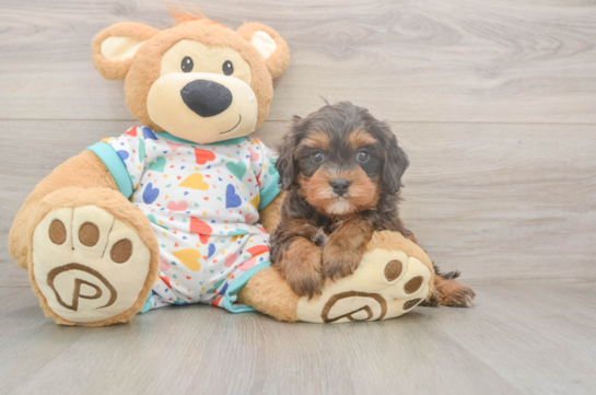 5 week old Cavapoo Puppy For Sale - Lone Star Pups Happy Cavapoo Baby