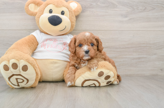 Cavapoo Puppy for Adoption