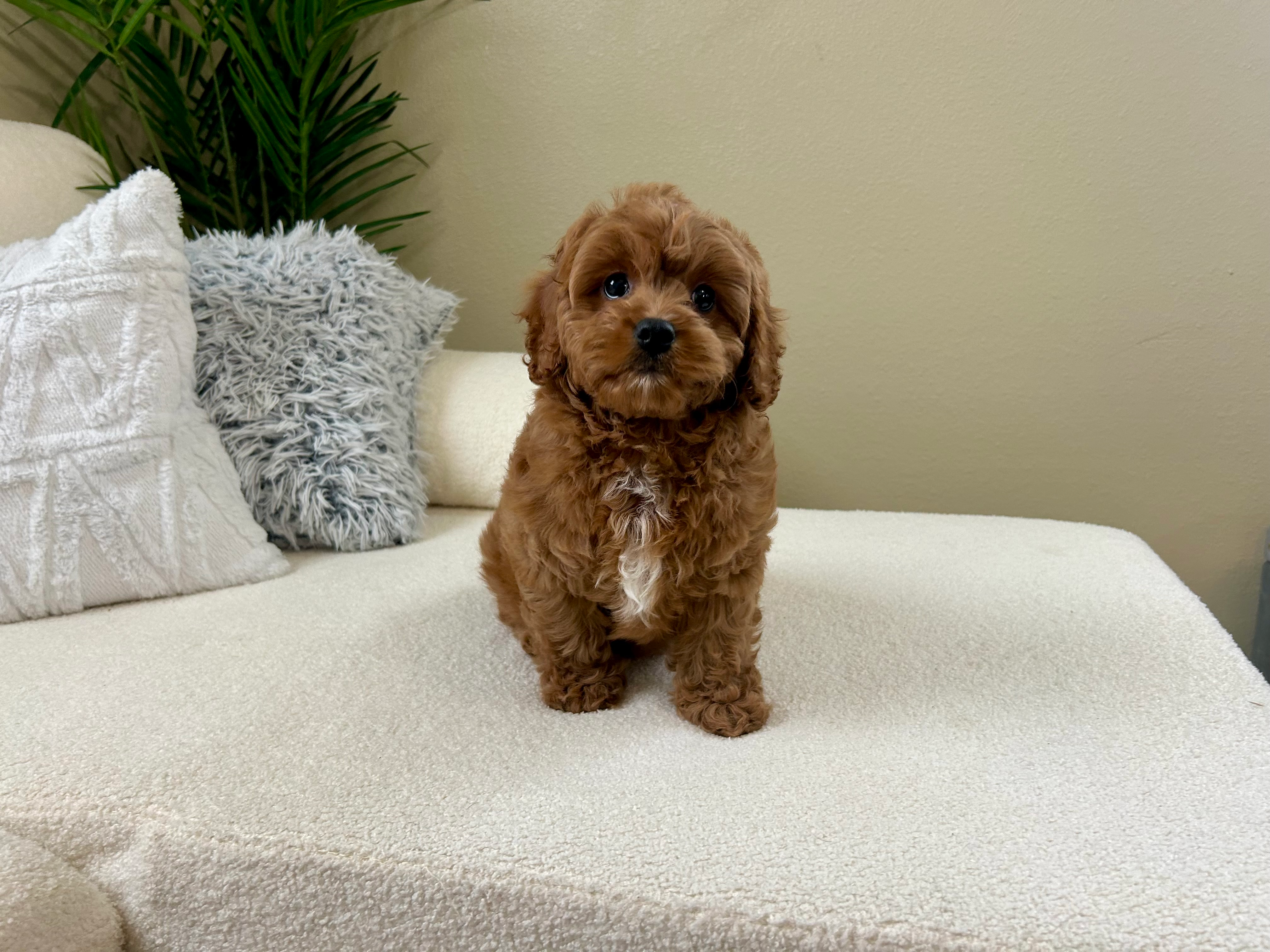 Cavapoo Pup Being Cute