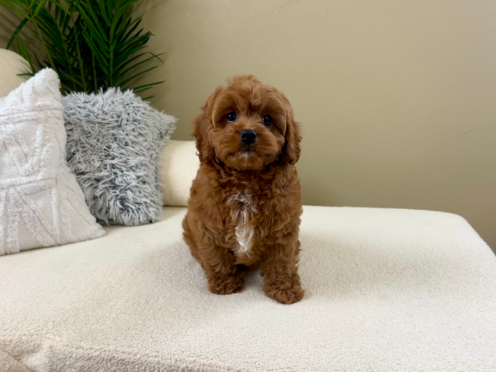 Cute Cavapoo Poodle Mix Pup
