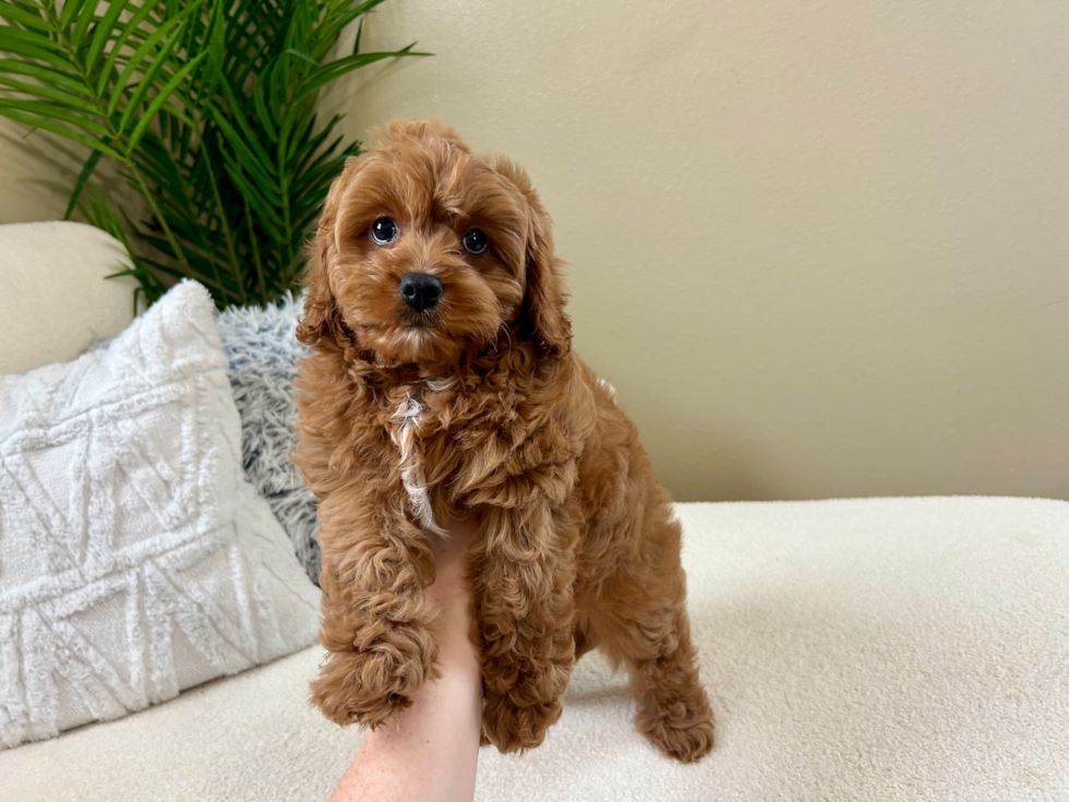 Cute Cavapoo Poodle Mix Pup