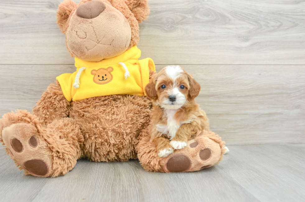 5 week old Cavapoo Puppy For Sale - Lone Star Pups