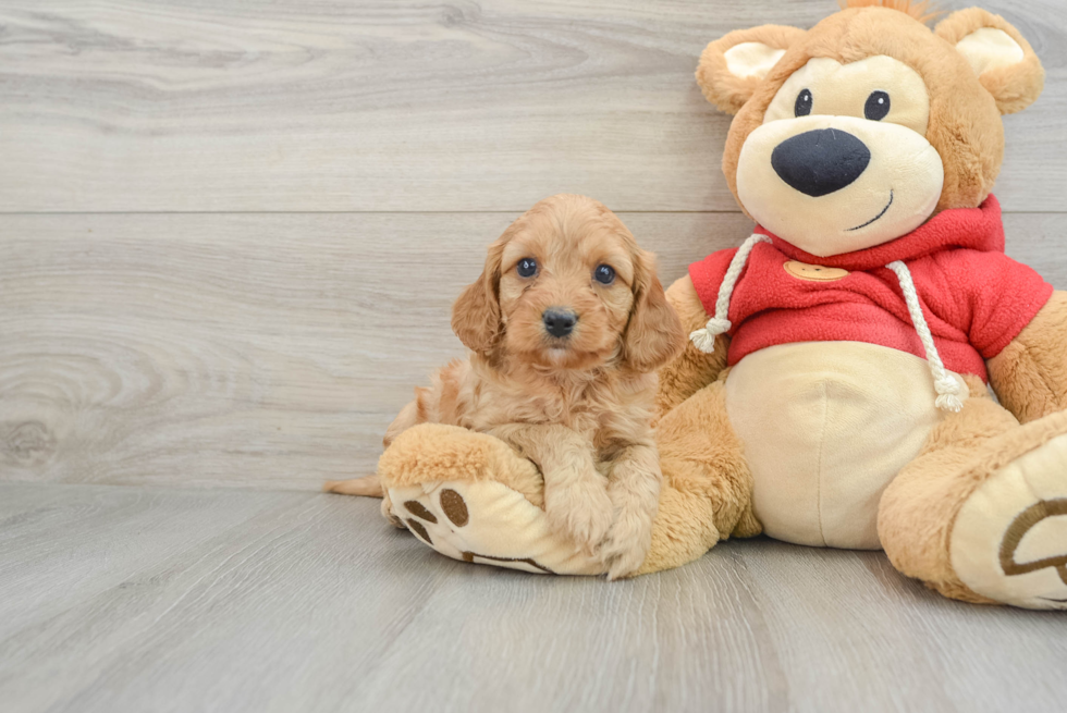 Cute Cavapoo Baby