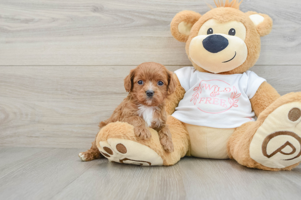 Cavapoo Puppy for Adoption