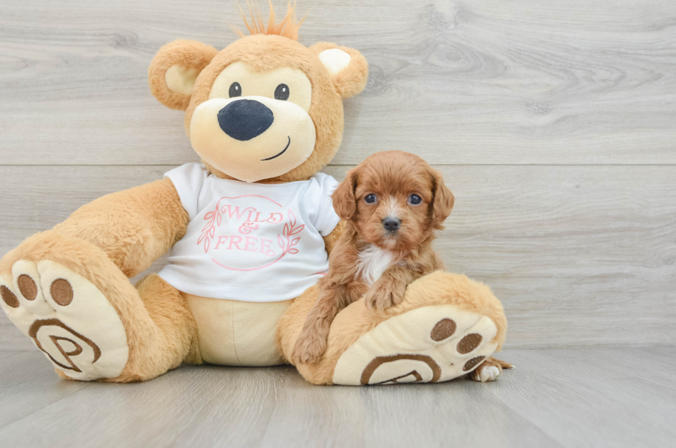 6 week old Cavapoo Puppy For Sale - Lone Star Pups