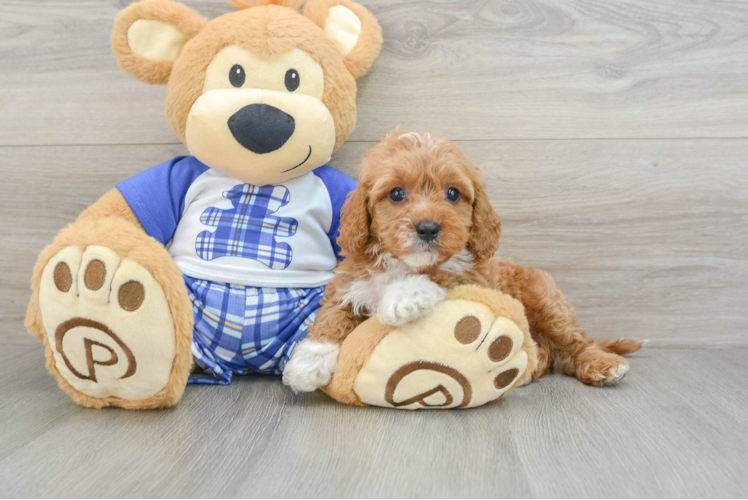 Fluffy Cavapoo Poodle Mix Pup