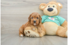 Playful Cavapoodle Poodle Mix Puppy