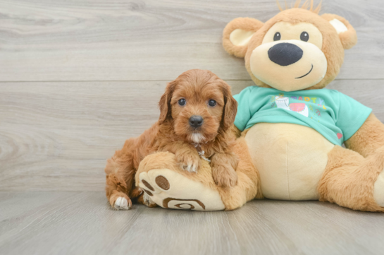 Playful Cavapoodle Poodle Mix Puppy