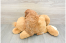 Best Cavapoo Baby