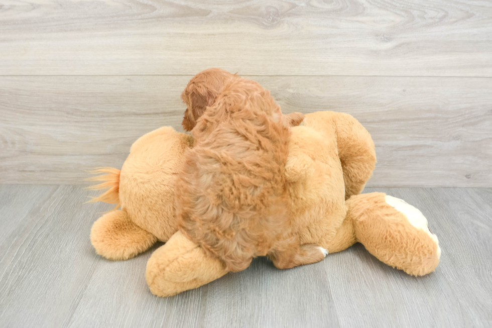 Best Cavapoo Baby
