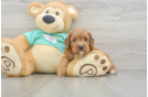Best Cavapoo Baby